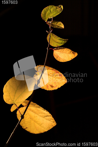 Image of  leaves