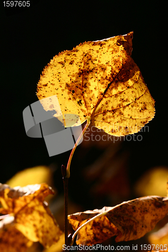 Image of autumn leaves