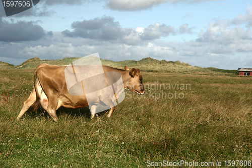 Image of cow in denmark