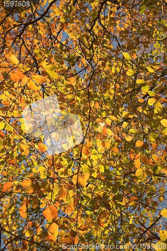 Image of  leaves