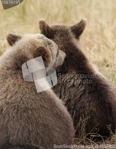 Image of Brown bear