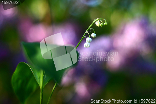 Image of flower closeup