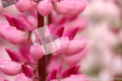 Image of lupin flower closeup
