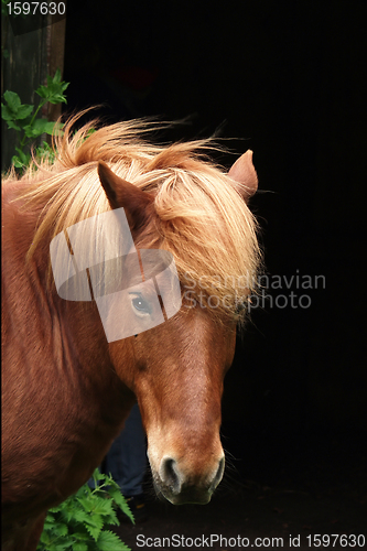 Image of danish horses