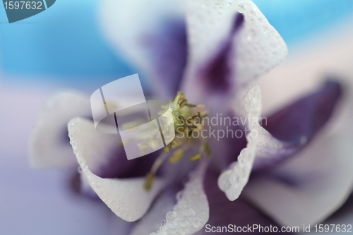 Image of yellow flower closeup