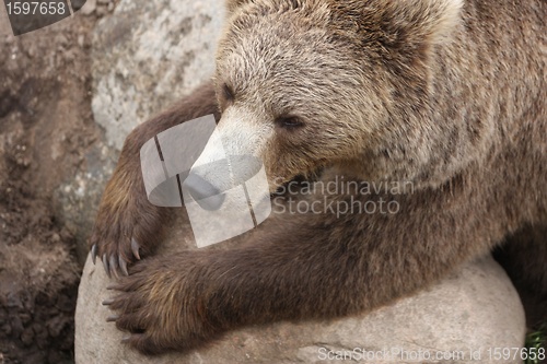 Image of Brown bear