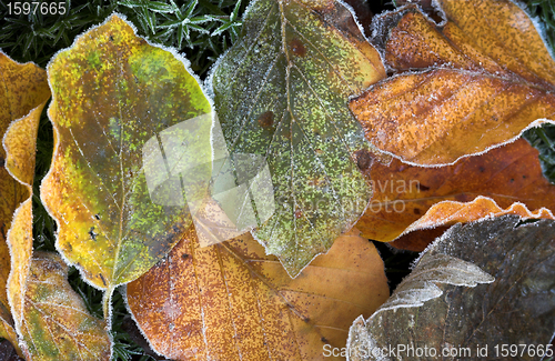 Image of  leaves