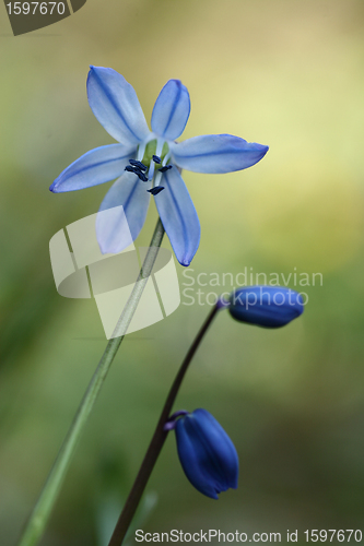 Image of flowers