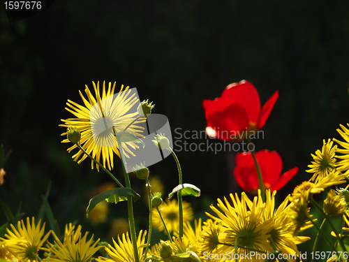 Image of flower closeup