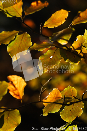 Image of autumn leaves