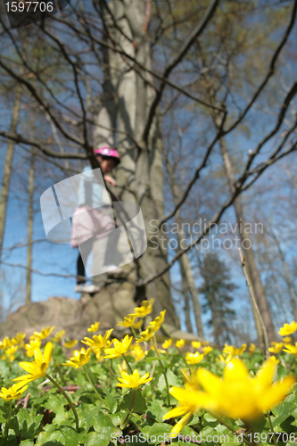 Image of spring forest
