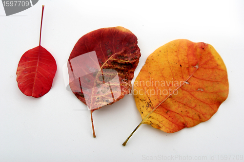 Image of autumn leaves