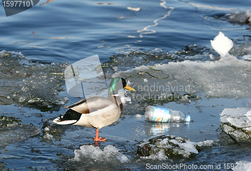 Image of duck