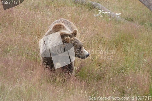 Image of Brown bear