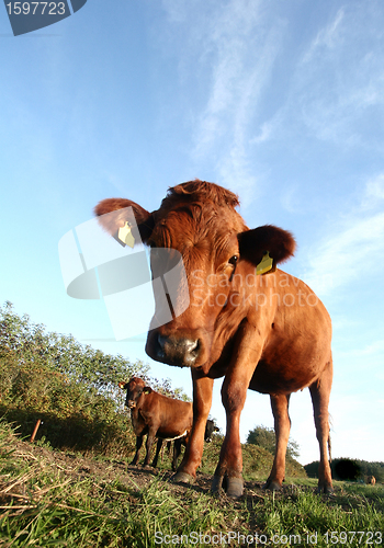 Image of danish cows 
