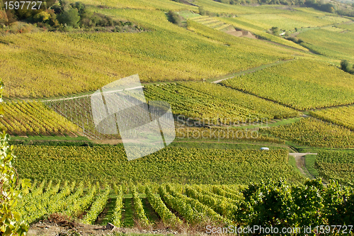 Image of alsacian vineyards