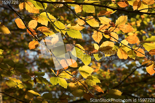 Image of  leaves