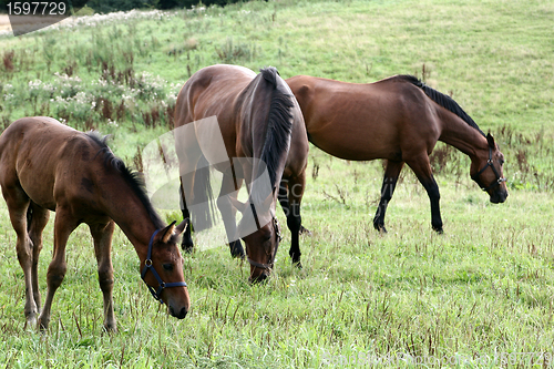 Image of horses