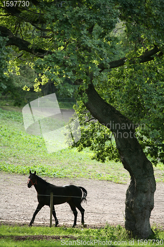 Image of danish horses