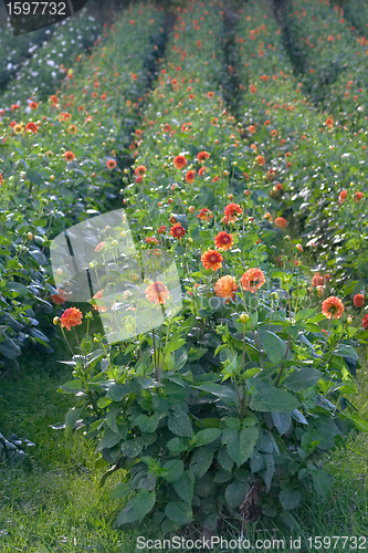 Image of flowers