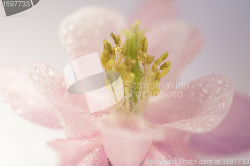 Image of flowers