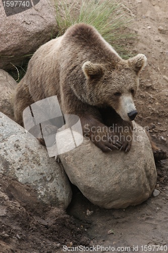 Image of Brown bear