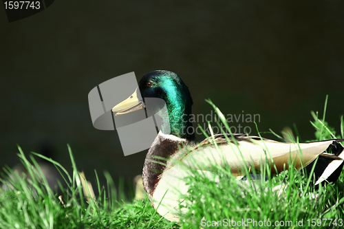 Image of duck