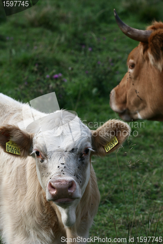 Image of Danish cows 