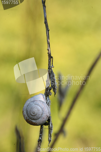 Image of snails