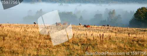 Image of Danish cows in the fog