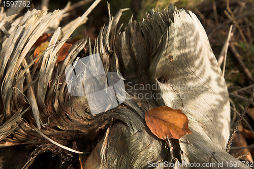 Image of  leaves