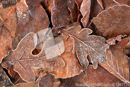 Image of winter leaves