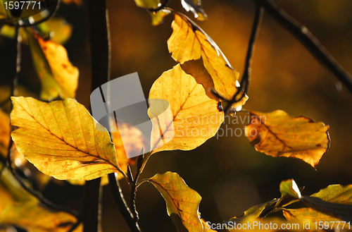 Image of autumn leaves