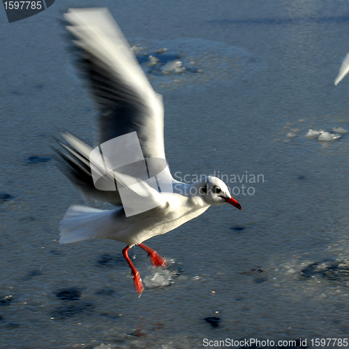 Image of bird seagull