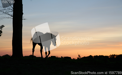 Image of horses