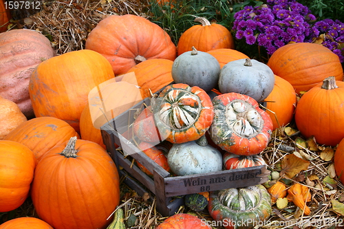 Image of Scenes of halloween with pumpkins
