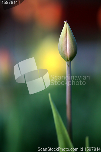 Image of tulip