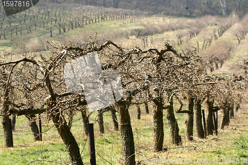 Image of trees and forest