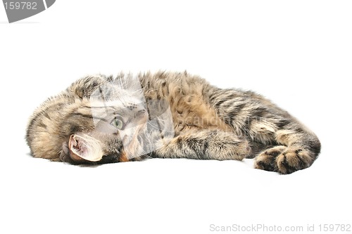 Image of Cute Cat