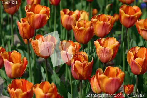 Image of tulip