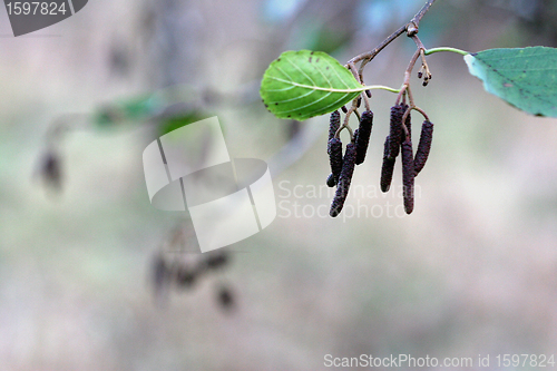 Image of autumn leaves
