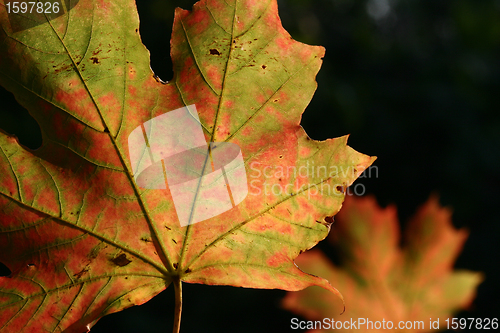 Image of danish landscape01