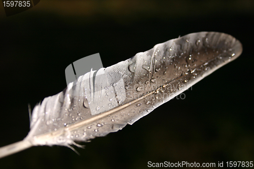 Image of feather