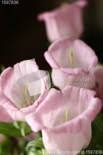 Image of flowers
