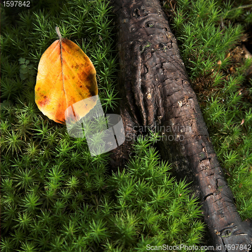 Image of  leaves