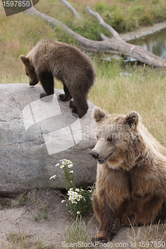 Image of Brown bear