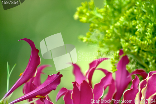 Image of flowers
