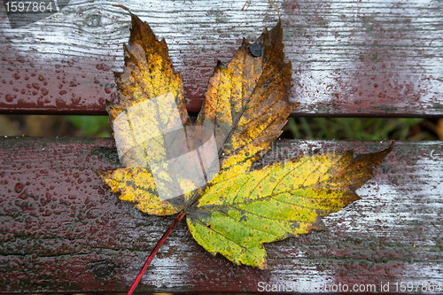 Image of  leaves