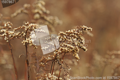 Image of autumn leaves