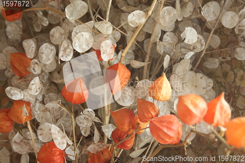 Image of Dried  flowers